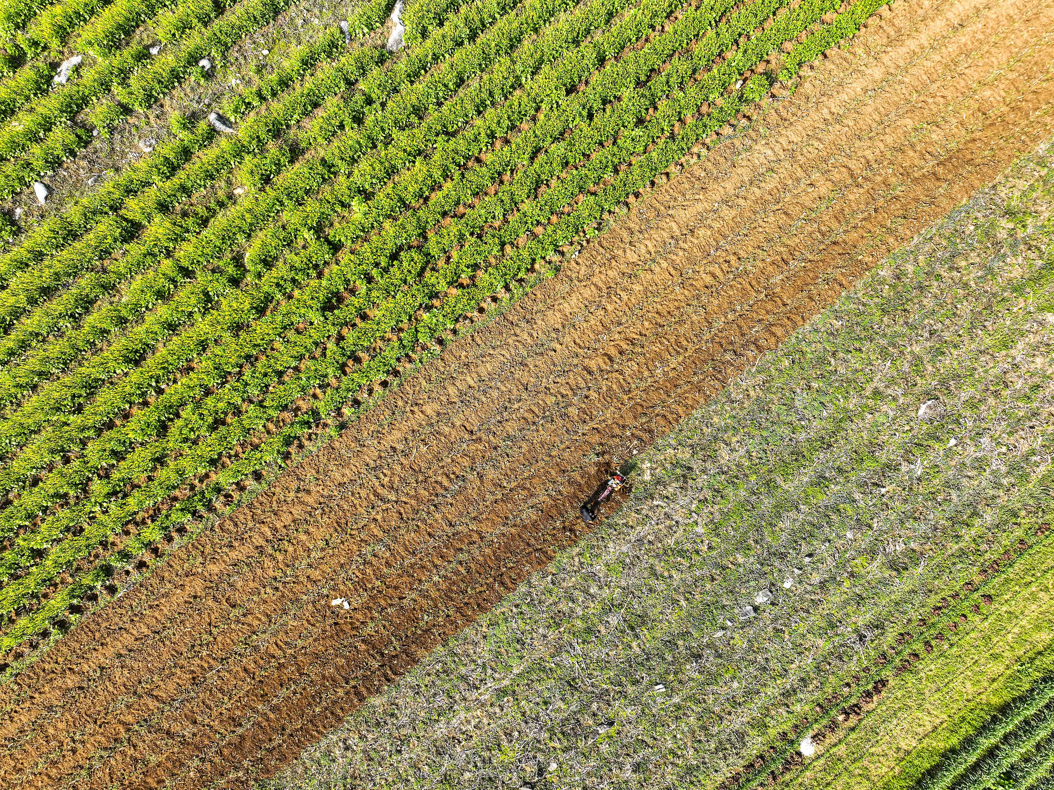 2025年3月2日，貴州省畢節(jié)市，黔西市錦星鎮(zhèn)紅旗村，村民在利用小型農(nóng)機(jī)翻耕土地種植玉米。