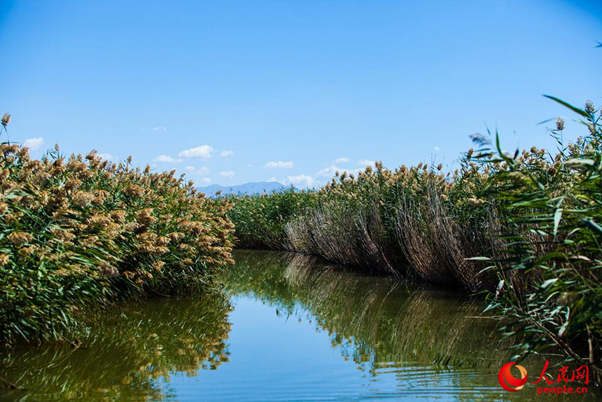 經(jīng)過治理的烏梁素海風景秀美，蘆葦搖曳生姿。人民網(wǎng) 孟佳澍攝